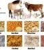 Animal Feed Wholesale